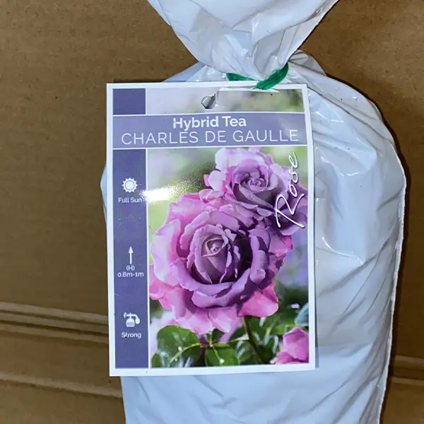 Rose Charles De Gaulle Rose Charles De Gaulle