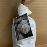 Rose Memoire Rose Memoire