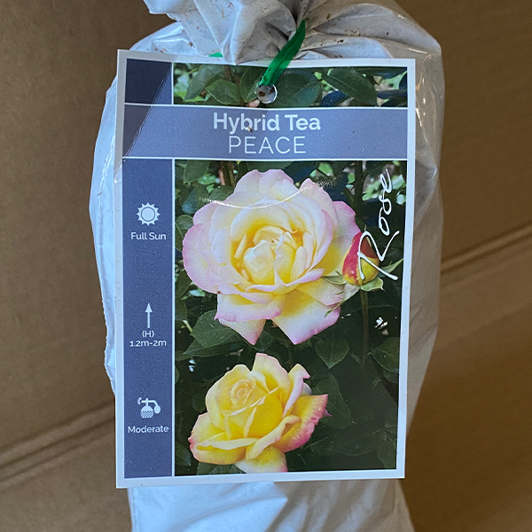 Rose Peace Rose Peace