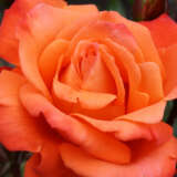 Rose Remember Me Rose Remember Me