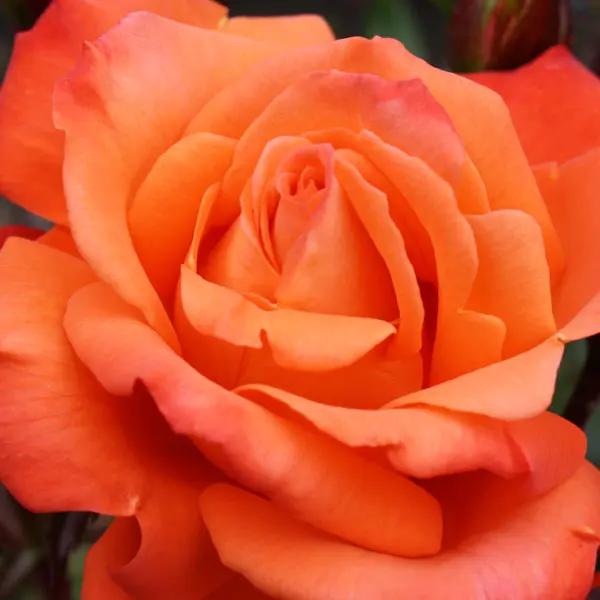 Rose Remember Me Rose Remember Me
