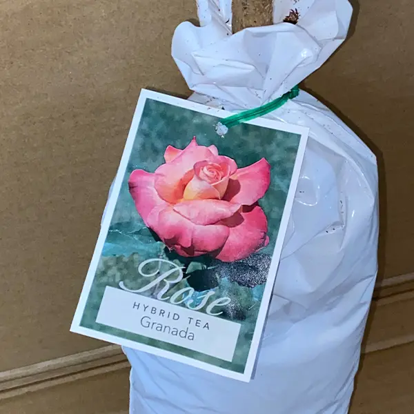 Rose Granada