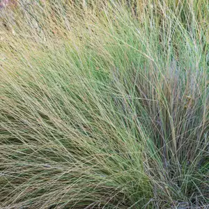 Tussock Grass- Poa Labillardieri 75mm Pot Tussock Grass- Poa Labillardieri 75mm Pot