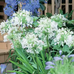 Agapanthus Tall White 75mm