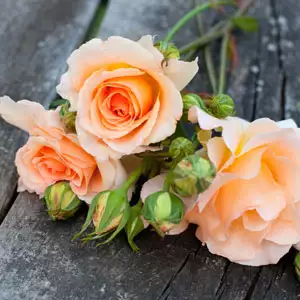 Rose Apricot Nectar Rose Apricot Nectar