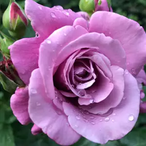 Standard Rose Blue Moon Standard Rose Blue Moon
