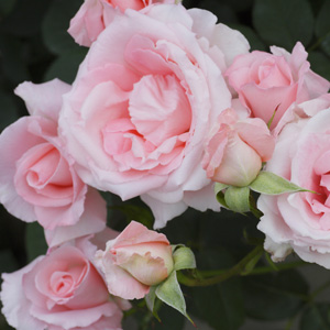 Brindabella Rose Pink Bouquet Brindabella Rose Pink Bouquet