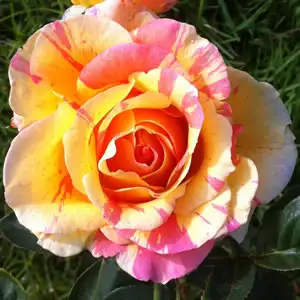 Brindabella Rose Pink Bouquet Brindabella Rose Pink Bouquet