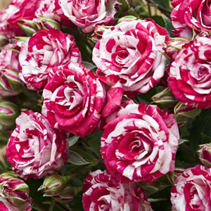 Rose Candy Stripe