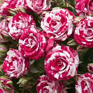 Rose Candy Stripe Rose Candy Stripe
