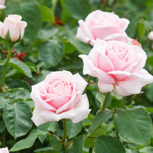 Rose The Childrens Rose Rose The Childrens Rose