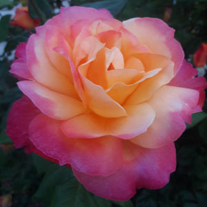 Rose Granada Rose Granada