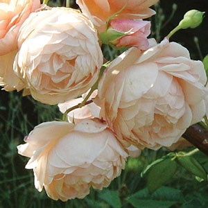 Rose Louisa Stone Rose Louisa Stone