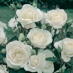 Rose Princess Of Wales (Pbr) Rose Princess Of Wales (Pbr)