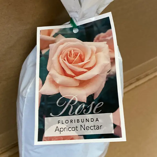 Rose Apricot Nectar Rose Apricot Nectar