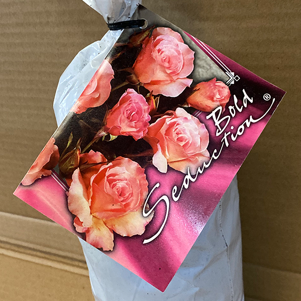 Rose Bold Seduction (Pbr) Rose Bold Seduction (Pbr)