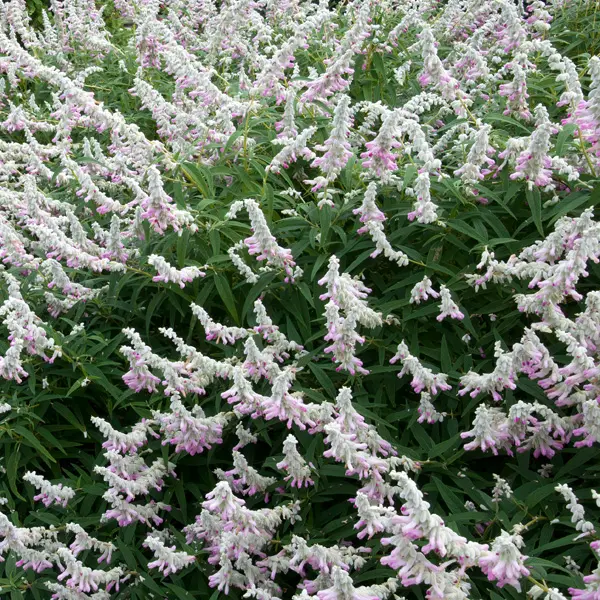 Salvia Velour Pink Salvia Velour Pink