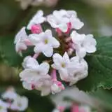 Viburnum Carlesii Viburnum Carlesii