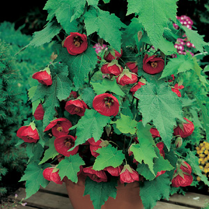 Abutilon Lucky Lantern Red (Pbr)