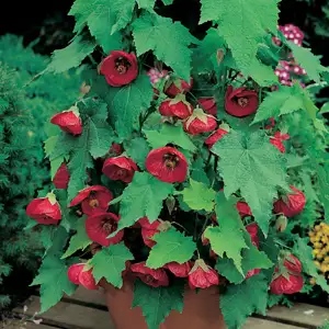 Abutilon Lucky Lantern Red (Pbr)