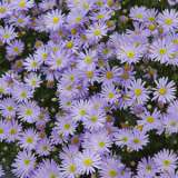 Brachycombe Mauve Delight 15 - Garden Express Australia