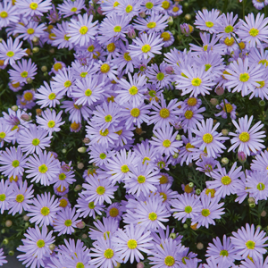 Brachyscome Mauve Delight 68mm Brachyscome Mauve Delight 68mm