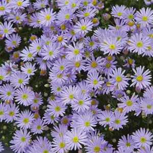 Brachyscome Mauve Delight 68mm Brachyscome Mauve Delight 68mm