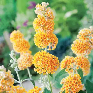 Buddleja Golden Glow Buddleja Golden Glow