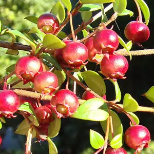 Chilean Guava Chilean Guava
