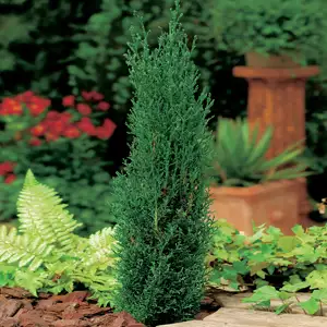 Starter Pack – Italian Pencil Pine Starter Pack – Italian Pencil Pine