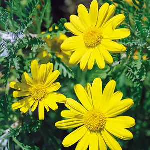 Euryops Little Sunray Euryops Little Sunray