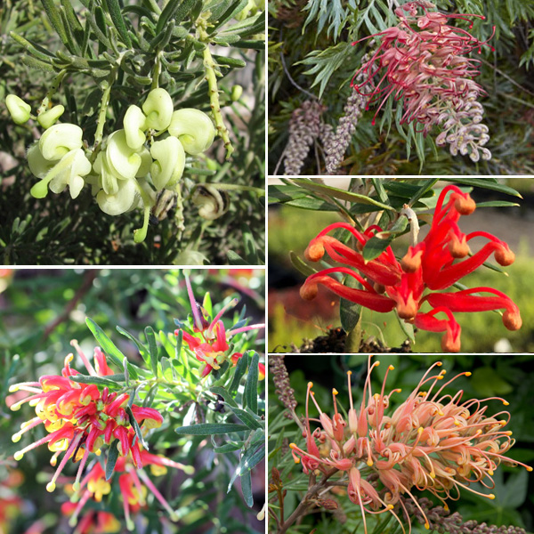 Grevillea Collection Grevillea Collection