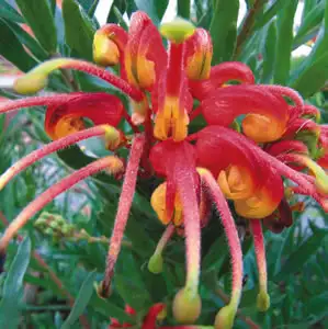 Grevillea Bonnie Prince Charlie 140mm