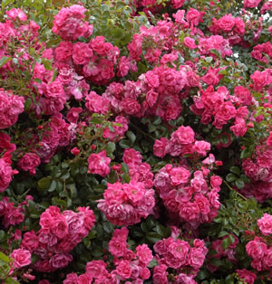Rose Our Rosy Carpet