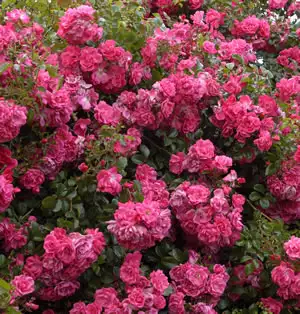 Rose Our Rosy Carpet Rose Our Rosy Carpet
