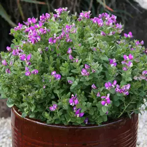 Polygala Little Polly