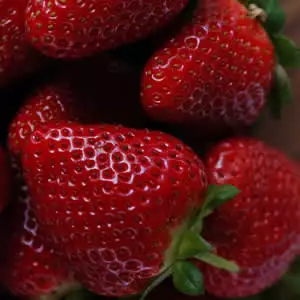Strawberry Tioga 75mm Pot Strawberry Tioga 75mm Pot