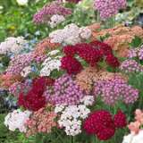 Achillea Summer Pastels 13 - Garden Express Australia