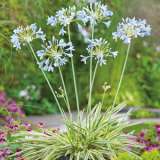 Agapanthus Tinkerbell Agapanthus Tinkerbell