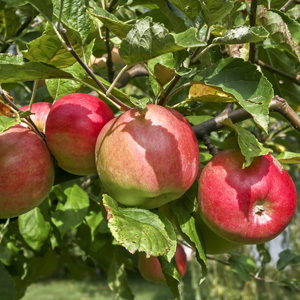Dwarf Apple Gala Dwarf Apple Gala