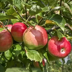 Dwarf Apple Gala Dwarf Apple Gala