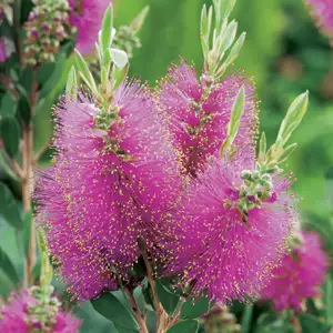 Callistemon Candy Pink Callistemon Candy Pink