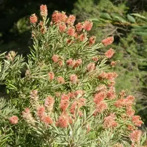 Callistemon Sugar Candy Callistemon Sugar Candy