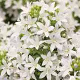 Campanula Alba 15 Fm 14271821pa - Garden Express Australia