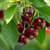 Cherry Sunburst Cherry Sunburst