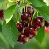 Cherry Sunburst St 124766926 15 - Garden Express Australia