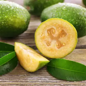 Feijoa – Pineapple Guava 68mm Feijoa – Pineapple Guava 68mm