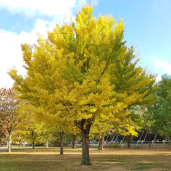 Ginkgo Biloba – Treeling Ginkgo Biloba – Treeling
