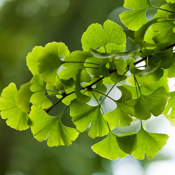 Ginkgo Biloba – Treeling Ginkgo Biloba – Treeling