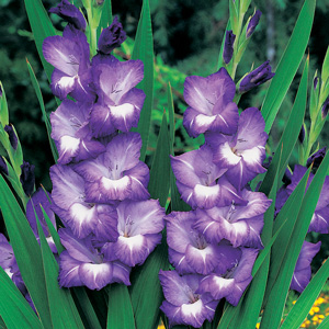 Gladioli Nori Gladioli Nori